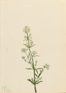 Galium boreale, 1922 da Mary Vaux Walcott
