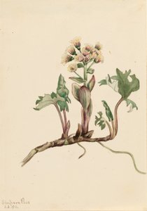 Burro settentrionale (Petasites hyperboreus) da Mary Vaux Walcott