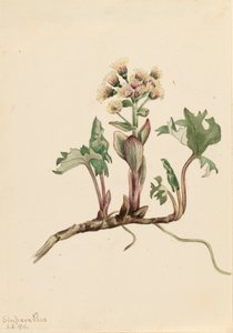 Farfaraccio del nord Petasites hyperboreus da Mary Vaux Walcott