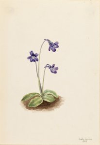Pinguicola settentrionale (Pinguicula vulgaris)