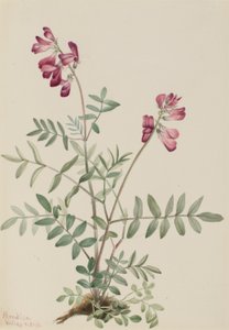 Hedysarum boreale (Hedysarum boreale) da Mary Vaux Walcott
