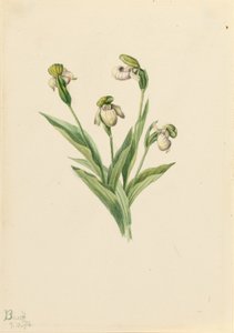 Pantofola della signora settentrionale (Cypripedium passerinum) da Mary Vaux Walcott