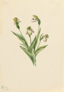 Scarpetta della signora del nord Cypripedium passerinum, 1916 da Mary Vaux Walcott