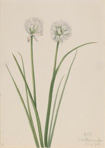 Cipolla del Nord Allium sibiricum, 1920