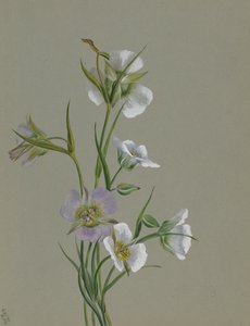 Sulla strada per Monument, 1881 da Mary Vaux Walcott
