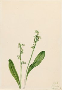 Orchidea di palude a foglia singola Habenaria obtusata da Mary Vaux Walcott