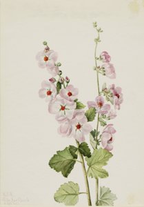 Globemallow dall
