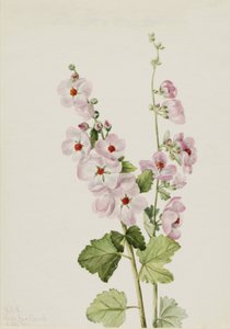 Globemallow dagli occhi arancioni, 1926 da Mary Vaux Walcott