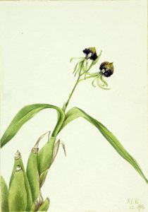 Orchidea (Epidendrum cochleatum)