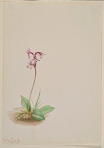 Orchidea (Orchis rotundifolia) da Mary Vaux Walcott
