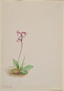 Orchidea Orchis rotundifolia da Mary Vaux Walcott