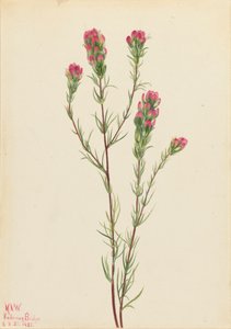Owl-clover Orthocarpus tenuifolius, 1923 da Mary Vaux Walcott