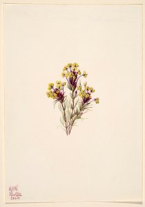 Trifoglio dei gufi (Orthocarpus erianthus) da Mary Vaux Walcott