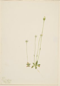Oxytropis aepicola da Mary Vaux Walcott