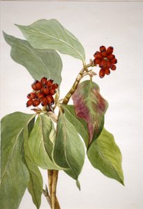 Corniolo del Pacifico (Cornus nuttallii) da Mary Vaux Walcott
