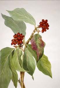 Pacific Dogwood Cornus nuttallii da Mary Vaux Walcott