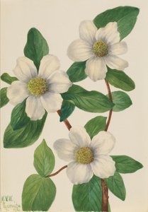 Corniolo del Pacifico Cornus nuttallii, 1933 da Mary Vaux Walcott