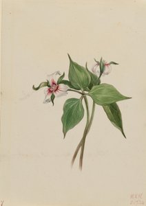 Trillo dipinto (Trillium undulatum) da Mary Vaux Walcott