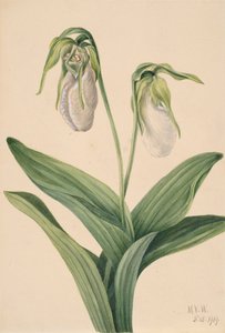 Scarpetta della Signora Pallida Cypridedium acaule da Mary Vaux Walcott