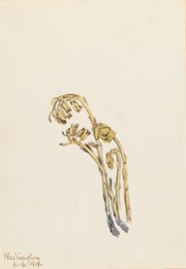 Pale Pinesap Hypopitys americana, 1918 da Mary Vaux Walcott