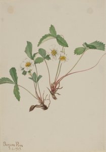 Fragola pallida (Fragaria glauca) da Mary Vaux Walcott