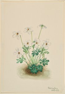 Viola mammola (Viola pedata) da Mary Vaux Walcott