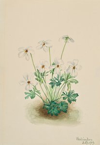 Viola pedata, 1919 da Mary Vaux Walcott