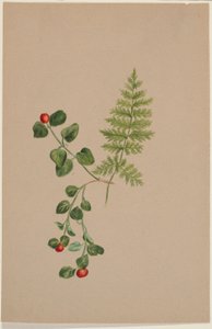 Bacche di pernice (Mitchella repens) da Mary Vaux Walcott
