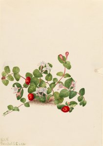 Bacche di pernice (Mitchella repens) da Mary Vaux Walcott