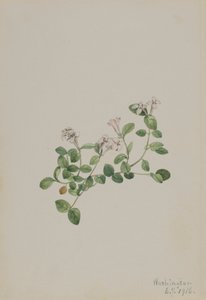 Partridgeberry Mitchella repena, 1918 da Mary Vaux Walcott