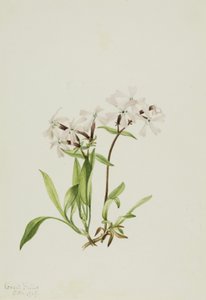 Silene caroliniana, 1917