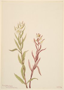 Pedicularis raremosa, 1904 da Mary Vaux Walcott