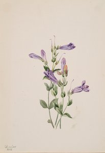 Penstemon Penstimon fruiticosus da Mary Vaux Walcott