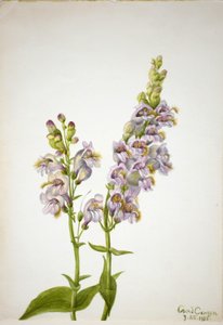 Pentstemon (Pentstemon macranthus) da Mary Vaux Walcott