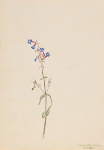 Pentstemon (Pentstemon procerus) da Mary Vaux Walcott