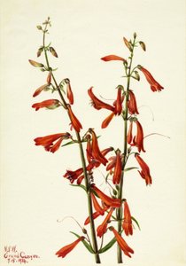 Pentstemon Pentstemon barbatus, 1934 da Mary Vaux Walcott