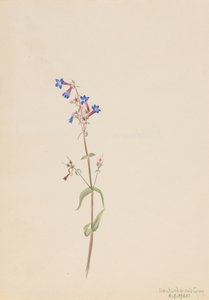 Pentstemon Pentstemon procerus da Mary Vaux Walcott