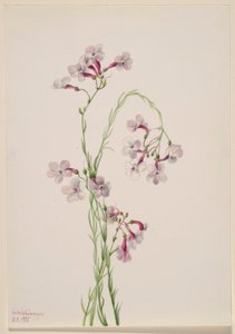 Pentstemon ambiguus da Mary Vaux Walcott