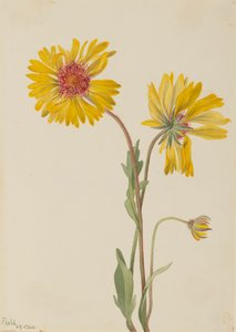 Gaillardia Perenne Gaillardia aristata, 1904