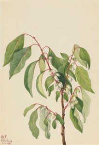 Persimmon (Diospyros virginiana)