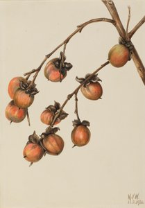 Cachi Diospyros virginiana, 1920 da Mary Vaux Walcott
