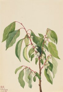 Cachi Diospyros virginiana da Mary Vaux Walcott