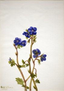 Phacelia Phacelia parryi, 1935 da Mary Vaux Walcott