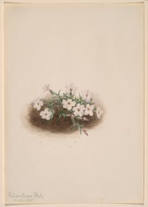 Phlox da Mary Vaux Walcott