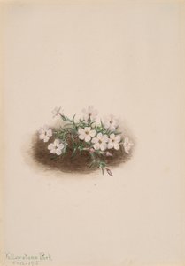 Phlox da Mary Vaux Walcott