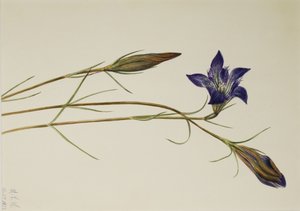 Genziana pinebarren (Gentiana porphyrio) da Mary Vaux Walcott