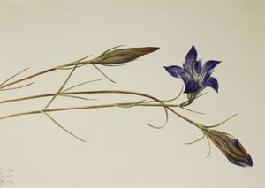 Genziana porfirio, 1923 da Mary Vaux Walcott