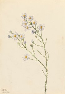 Aster di Pineland Aster squarrosus da Mary Vaux Walcott