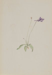 Pinguicula vulgaris, ca. primi anni 1930