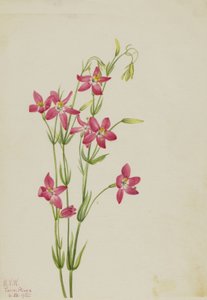 Centaurium rosa Centaurium venustum, 1925 da Mary Vaux Walcott